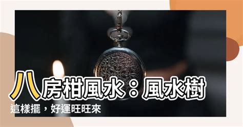 八房柑風水